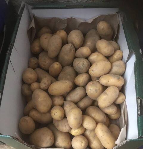 Bio Kartoffel Ditta, Salatkartoffel