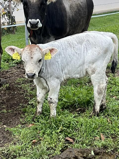 Tiroler Grauvieh Kalb weiblich