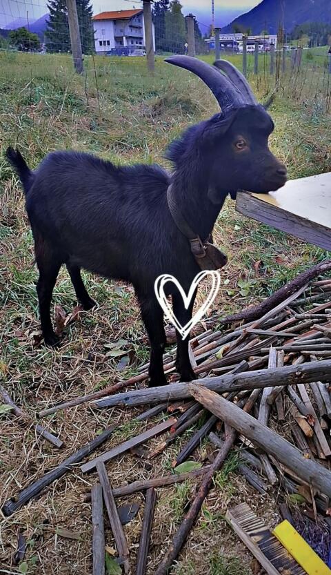 Aosta Bock