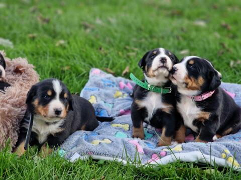 Swissydog-Welpen