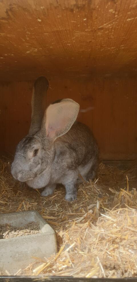 Riesen chinfarbig