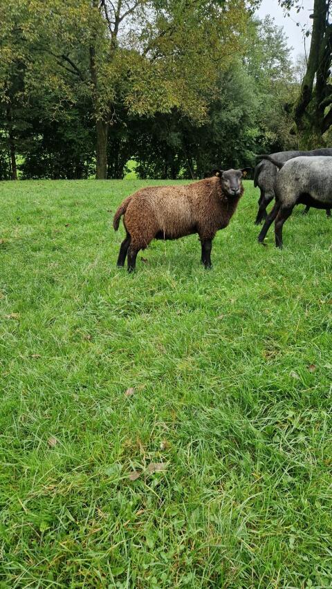 Blauer Texel Widder