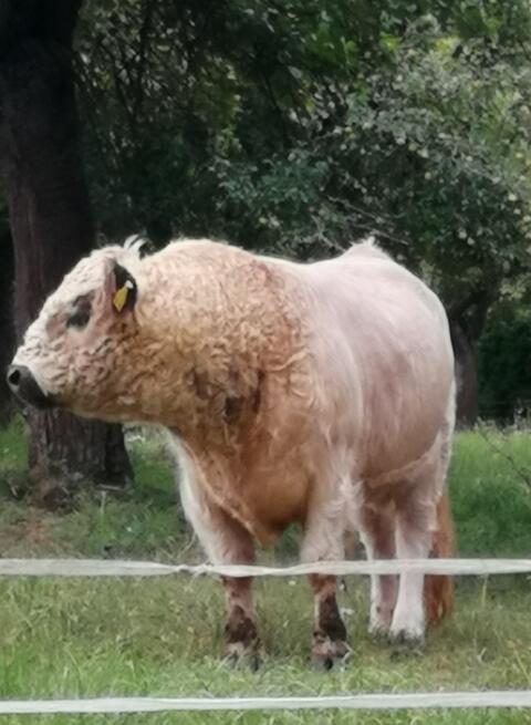 Galloway Bulle HB
