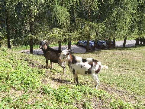 Tauernschecken Ziegenbock