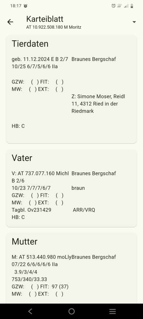 Brauner Bergschaf Widder