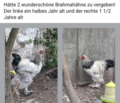 Brahma-Hähne zu verkaufen