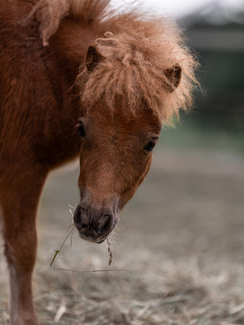 Mini Shetlandpony Stutfohlen