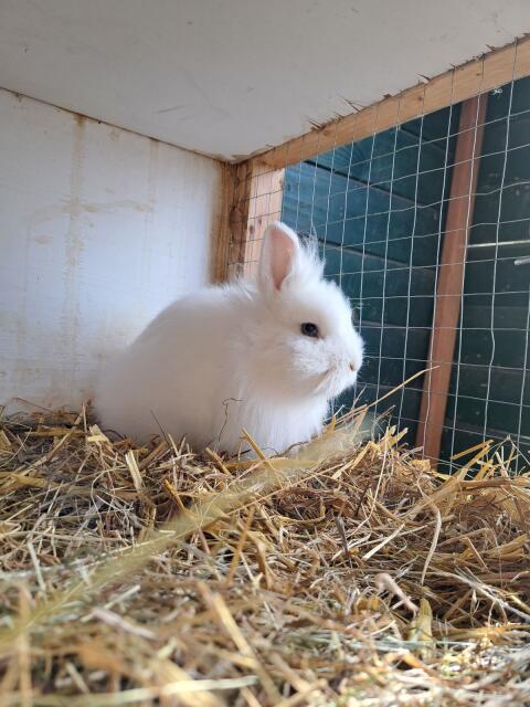 Löwenkopfhase
