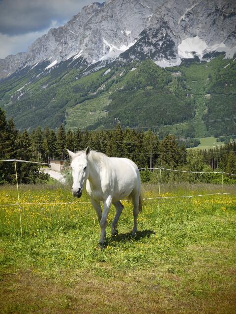 Liebe Lipizzanerstute zu verkaufen