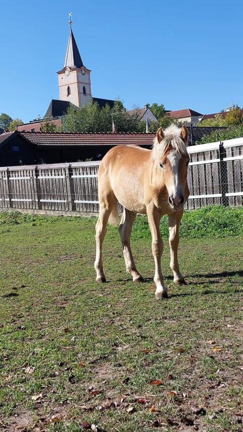 Haflinger Hengstfohlen Starlight