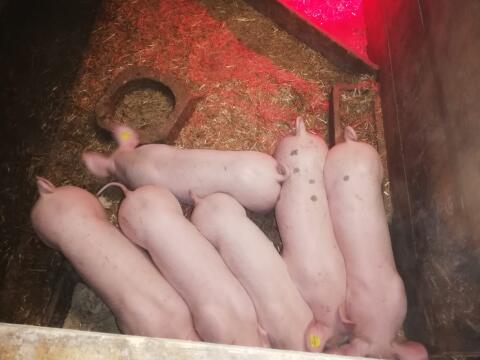 Verkaufe schöne Ferkel