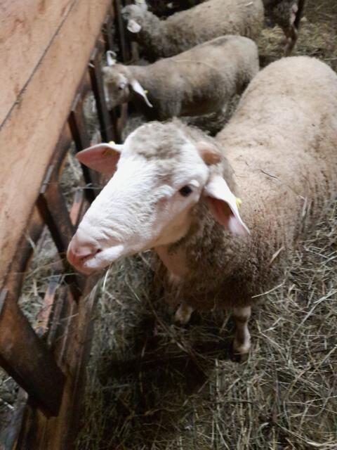 Widder