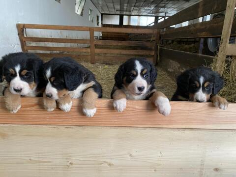 Reinrassige Berner Sennen Welpen