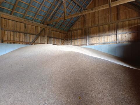 Triticale