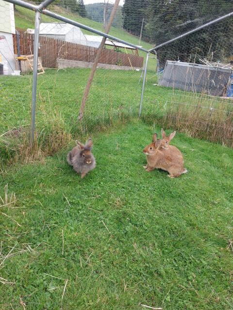 Hasenbabys