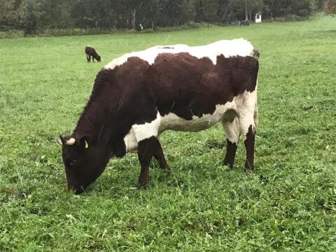Pinzgauer Kuh mit Horn - Bio