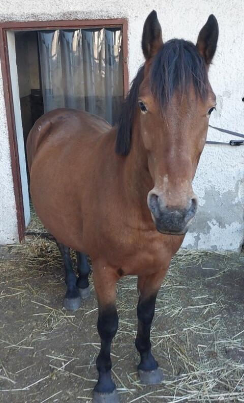 Appaloosa Mix Wallach