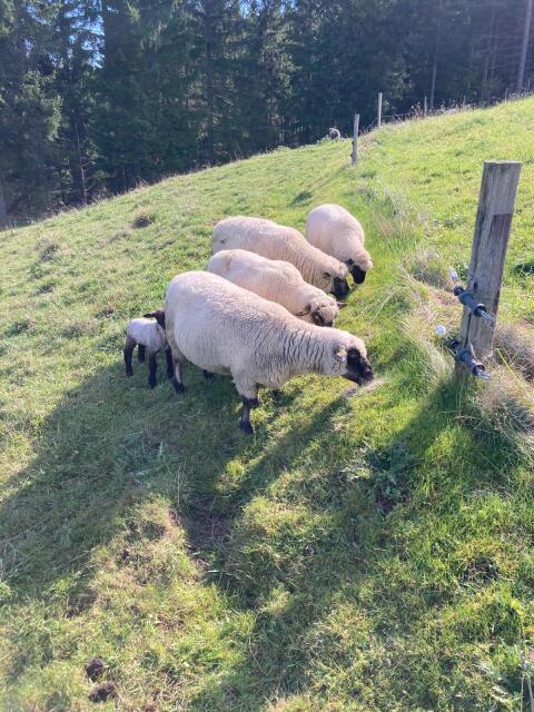 Shropshire Schafe zu verkaufen