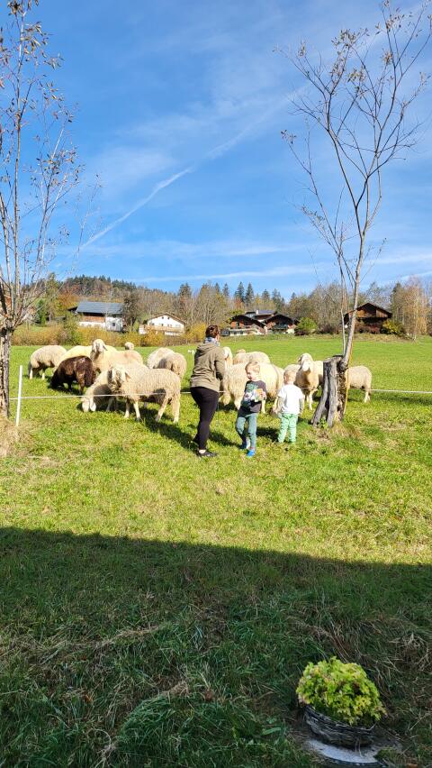 Schafherde (Tiroler Bergschaf) abzugeben
