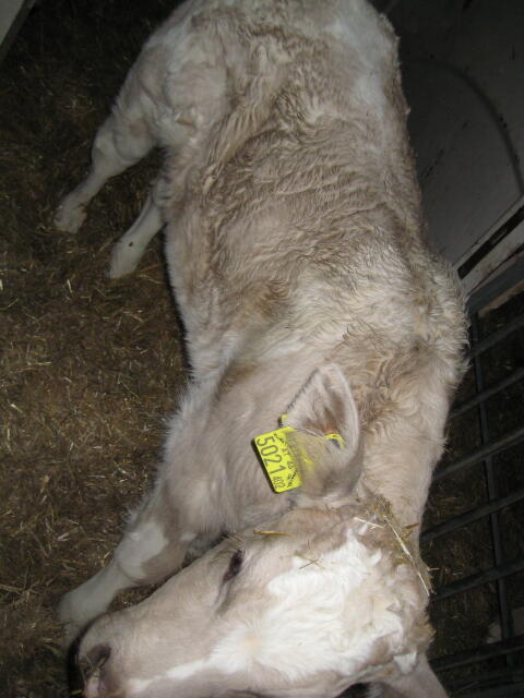 Charolais/Holstein Stierkalb