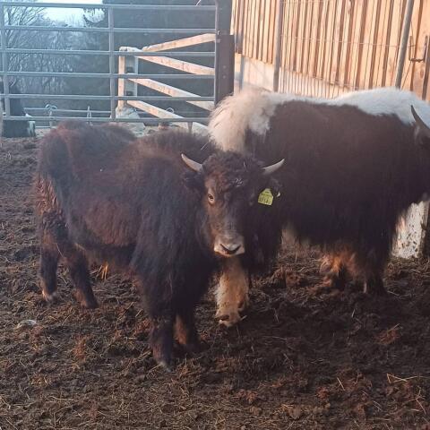 Yak-Kälber