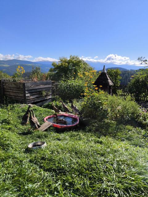 Laufenten