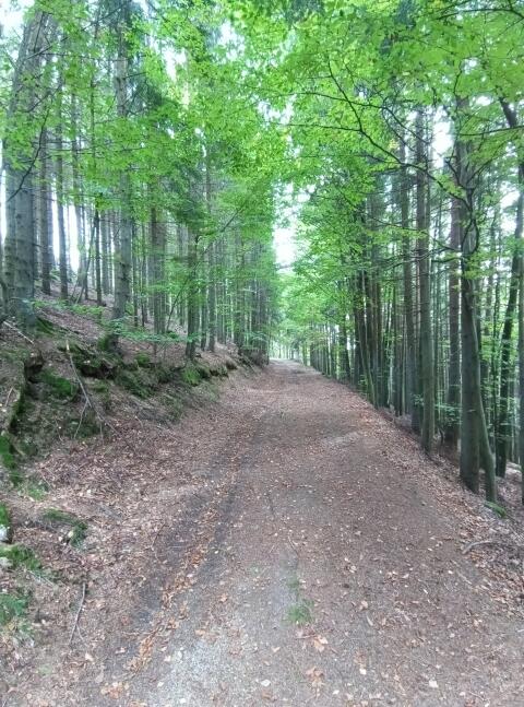 Verkaufe Wirtschaftswald, Hochwald