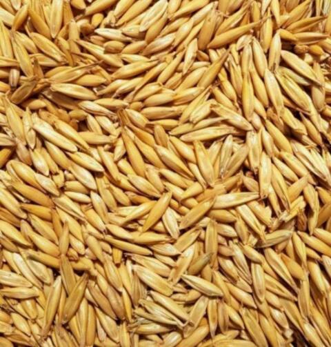 Hafer aus Ernte 2025