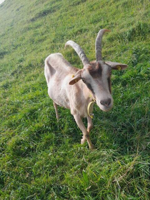 Ziege