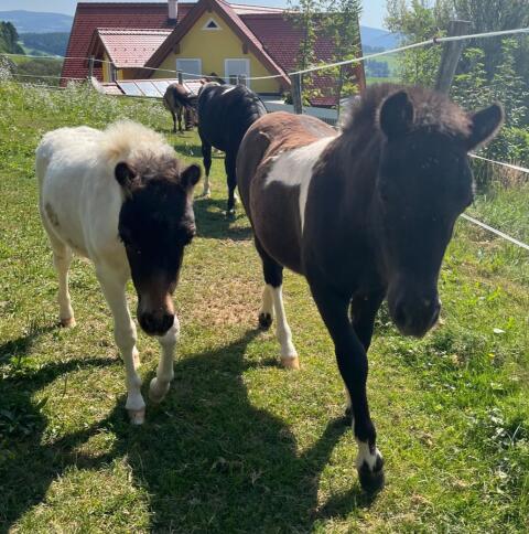 Shetlandpony Hengstfohlen