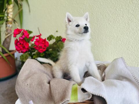 Spitz Welpen