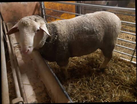 Merino Widder/Bock 2b gekört