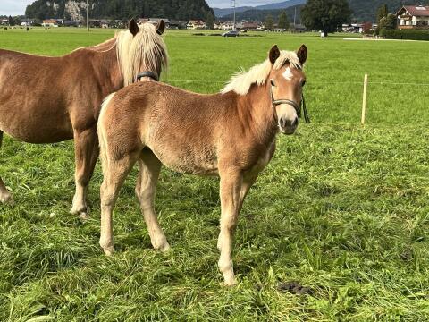 Haflinger Stutfohlen