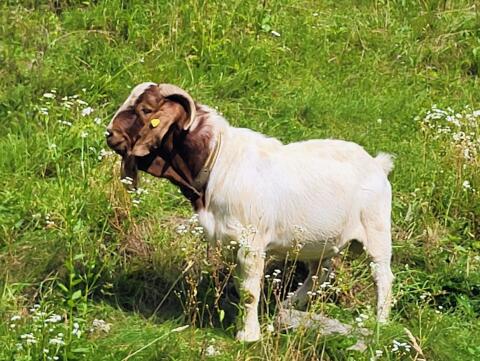 Burenziegen Bock