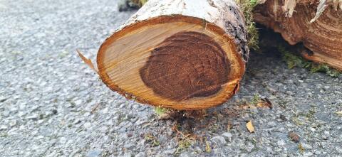 Drechselholz Apfelbaum