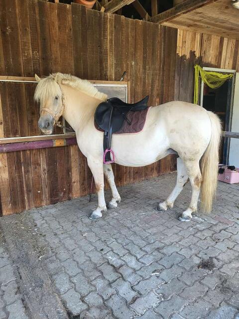 Reitbeteiligung Graz Mitreiter Pferd Fjordpferd