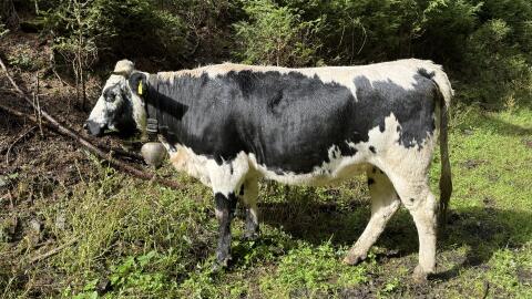Pustertaler Sprinzen Kalbin
