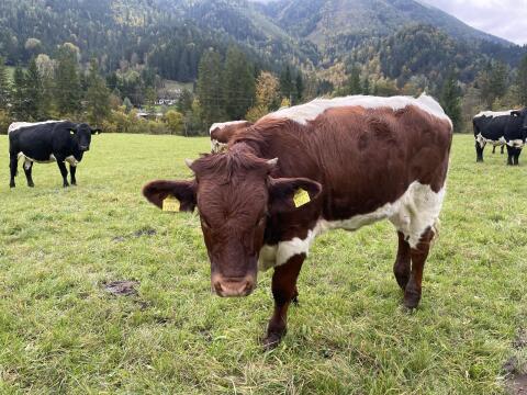 Pinzgauer Bio-Einsteller-Kalbinnen