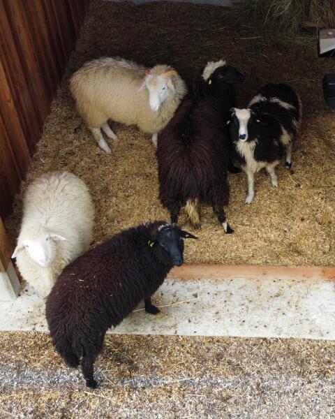 5 Stk. Waldschaf Widder