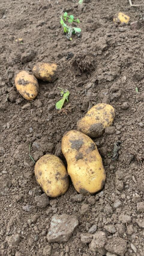 BIO-Salatkartoffeln