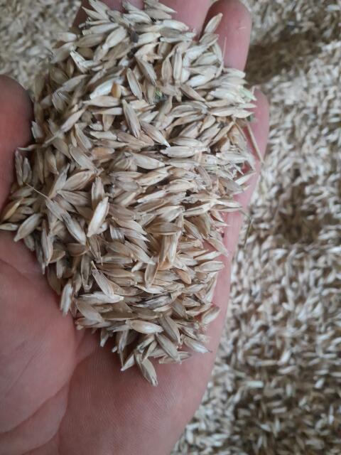 Bio Einkorn geschält