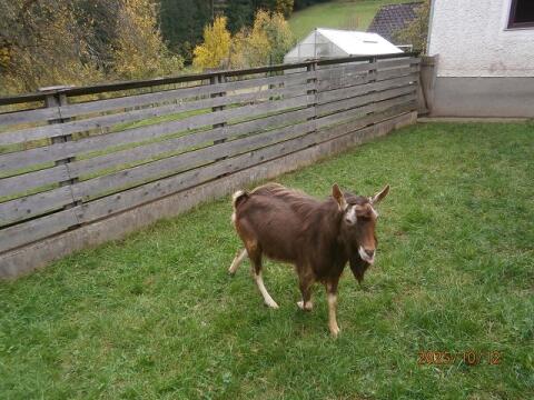 Ziegenbock