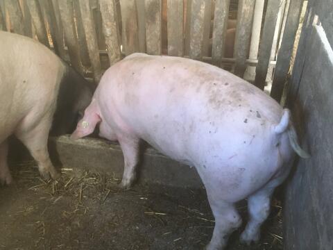 Schwäbisch-Hällisch x Pietrain Mastschwein