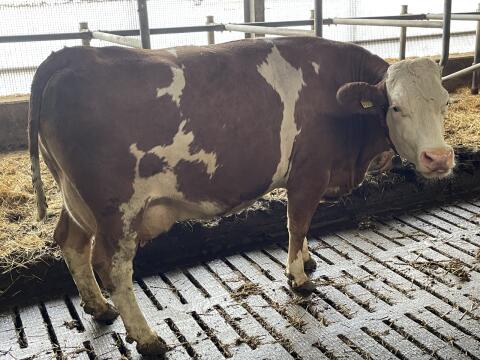 Kuh in Milch 34 l, trächtig mit Werkstoff