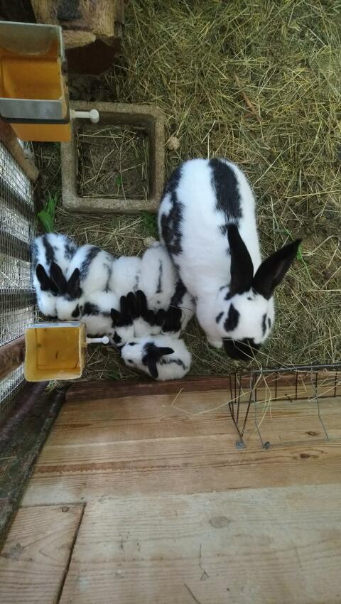 Kaninchenfamilie