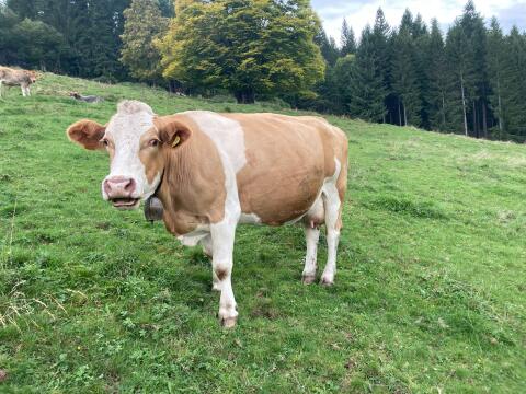 Bio Kuh und Kalb