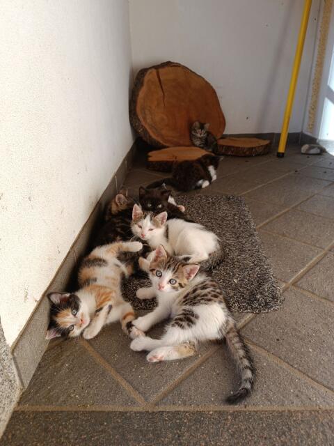 Kleine Katzen