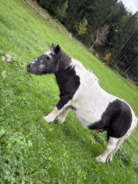 Pinto Pony