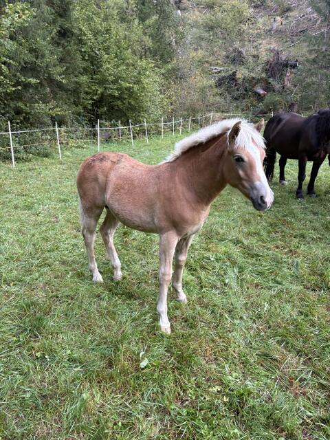 Haflinger Hengstfohlen