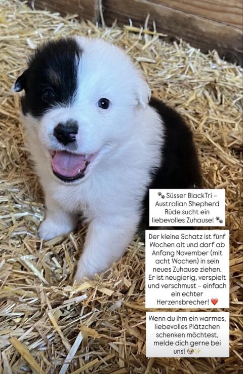 Aussie Welpen